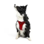 TAILPETZ AIR-MESH HARNESS - Image 6
